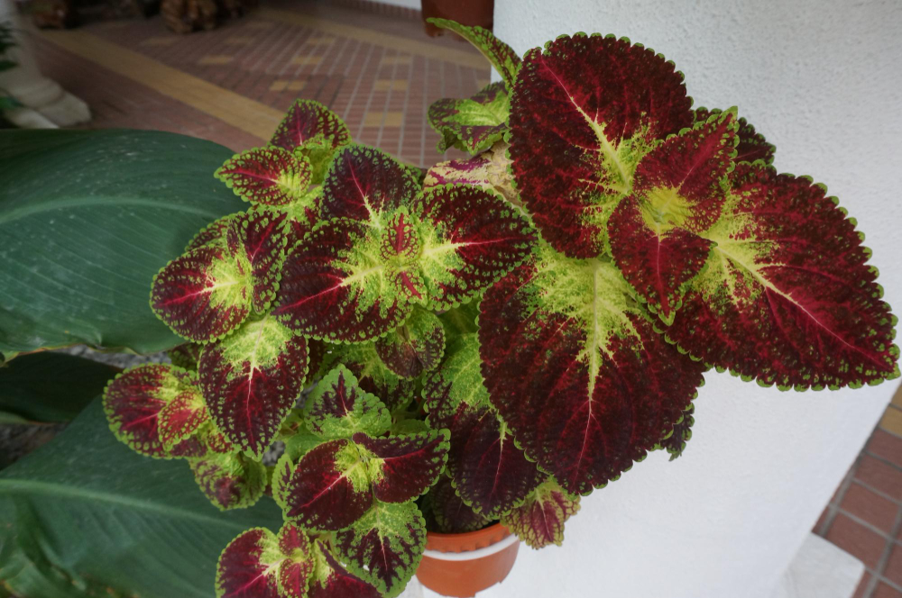 Rośliny wpływają na emocje.